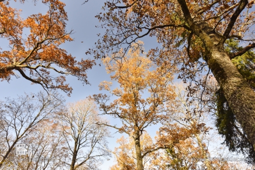 sügisene loodus viljandi lossipark