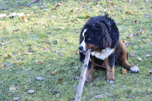 berni alpi karjakoer loomade pildistamine võrumaa