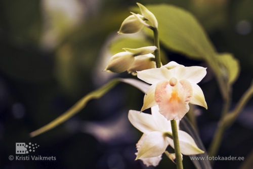 Tartu Ülikooli Botaanikaaed orhidee lillede pildistamine fotokaader