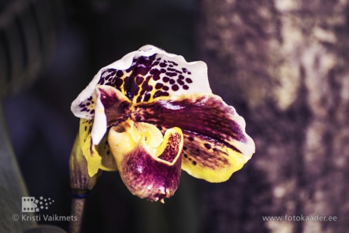 Tartu Ülikooli Botaanikaaed orhidee näitus Veenuseking pildistamine 