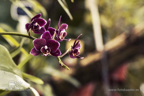 Tartu Ülikooli Botaanikaaed orhidee toote pildistamine  portfoolio fotokaader