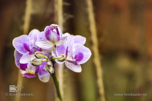 Tartu Ülikooli Botaanikaaed orhidee toote pildistamine kodulehe portfoolio jaoks fotokaader